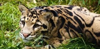 Ισπανία: Κατασχέθηκαν 19 εξωτικά αιλουροειδή – Δύο συλλήψεις