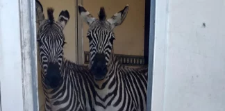 Γερμανία: Αστυνομικό μπλόκο σε φορτηγό που μετέφερε άγρια ζώα από την Ολλανδία