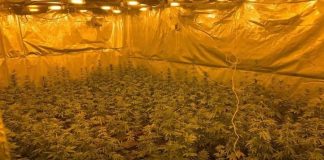 Εξαρθρώθηκε κύκλωμα που καλλιεργούσε υδροπονική κάνναβη και διακινούσε κοκαΐνη σε Αττική και Κρήτη – Επτά συλλήψεις