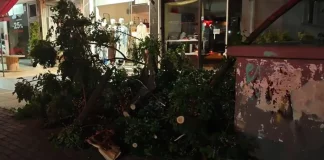 Πεσμένα δέντρα λόγω των θυελλωδών ανέμων στην Αττική