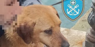 Ραφήνα: Επιχείρηση διάσωσης σκύλου που εντοπίστηκε να κολυμπάει στο λιμάνι (φωτο)