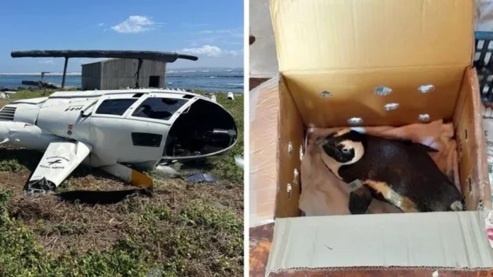 Ένας πιγκουίνος που ξέφυγε από το κουτί του προκάλεσε πτώση ελικοπτέρου στη Νότια Αφρική