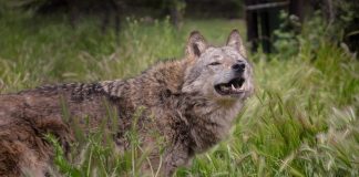 Εισαγγελία Πρωτοδικών Αθηνών: Να απομακρυνθούν άμεσα οι λύκοι από την Πάρνηθα