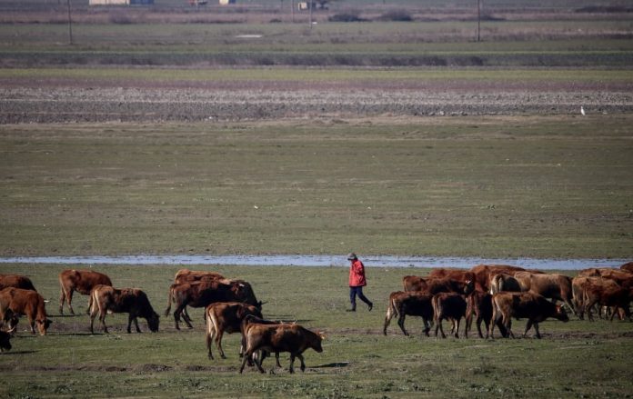ΟΠΕΚΕΠΕ: Τους φταίει τώρα ο ΣΥΡΙΖΑ για τις ρεμούλες