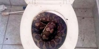 Τρόμος σε τουαλέτα: Πύθωνας δάγκωσε και ακρωτηρίασε άνδρα στην ευαίσθητη περιοχή