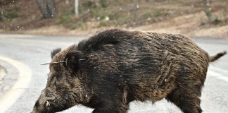 Αναστάτωση τα ξημερώματα στον Βόλο – Τροχαίο με τραυματισμένο αγριογούρουνο