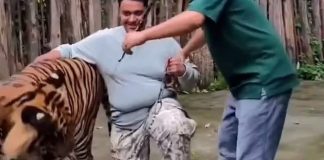 Ταϊλάνδη: Τουρίστας δέχτηκε επίθεση από τίγρη την ώρα που έβγαζε selfie μαζί της – Δείτε το βίντεο