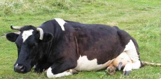 Χιλή: Αγελάδα εναντίον περιπολικού – Την έκαναν έξαλλη οι σειρήνες