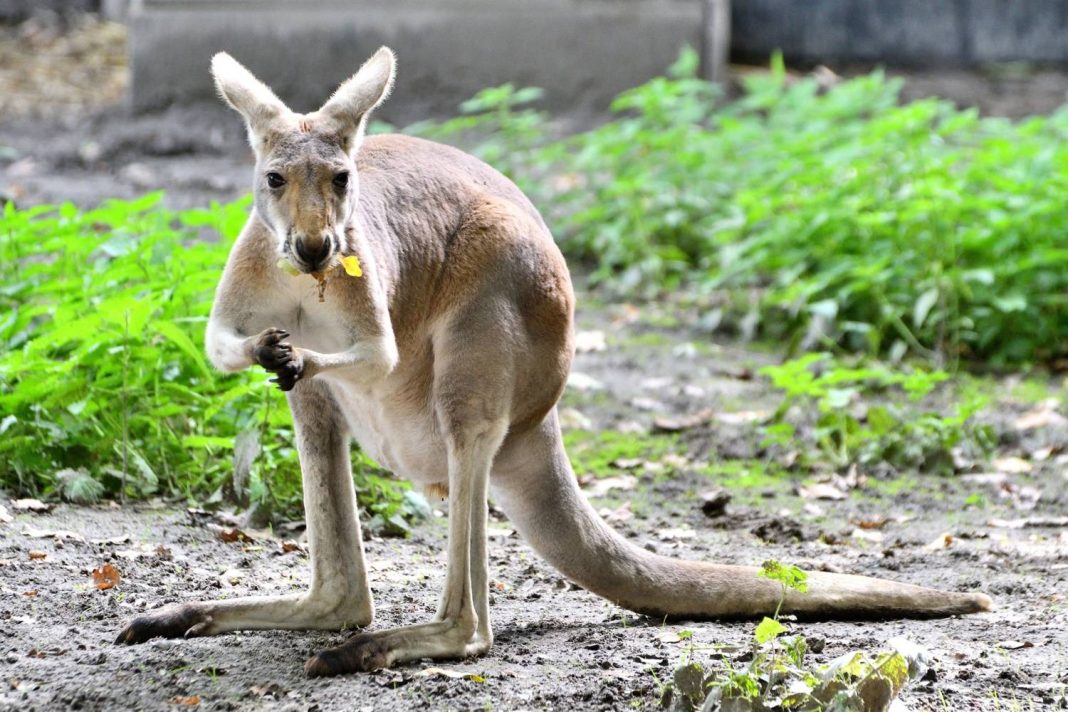 Kangaroo_at_the_Hoenderdaell_ani
