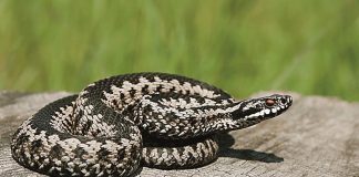 Οχιά δάγκωσε 19χρονο στην Αλόννησο – Μεταφέρθηκε στο νοσοκομείο Βόλου