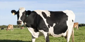 Κρούσμα της νόσου των «τρελών αγελάδων» στη Βρετανία