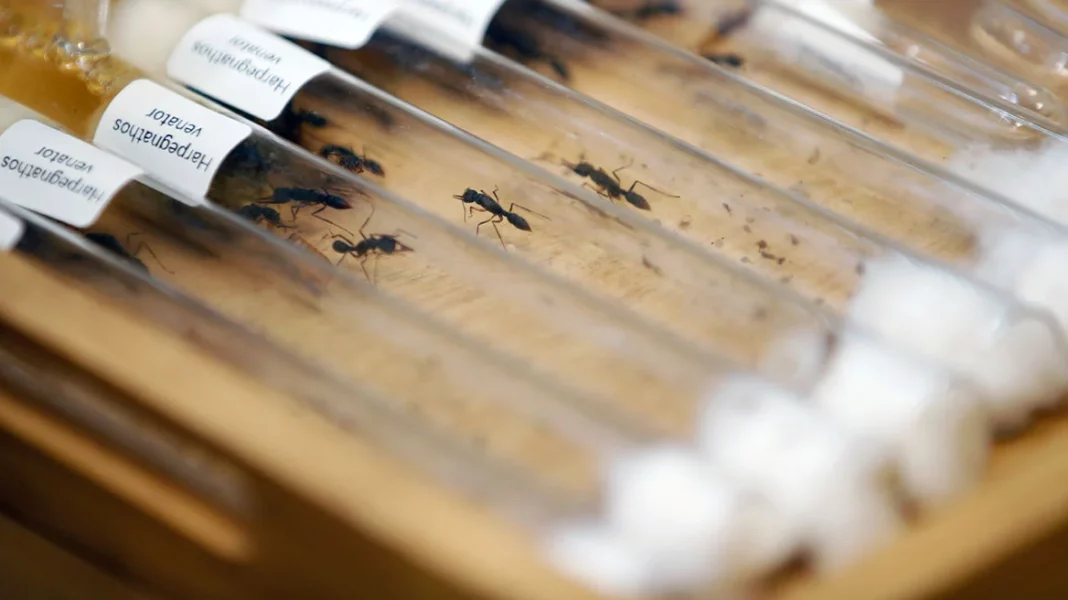 ants-trafficking-xrm