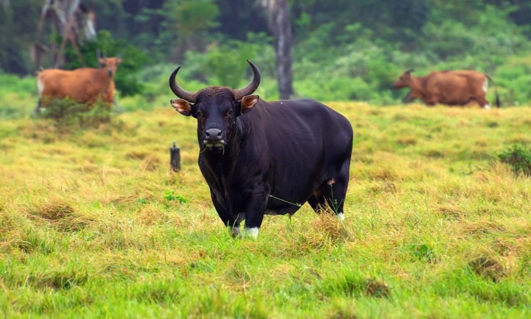 f40d404b-Banteng_Alas_Purwo