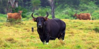 Καμπότζη: Ελικόπτερα επιστρατεύτηκαν για τη διάσωση απειλούμενων βοοειδών