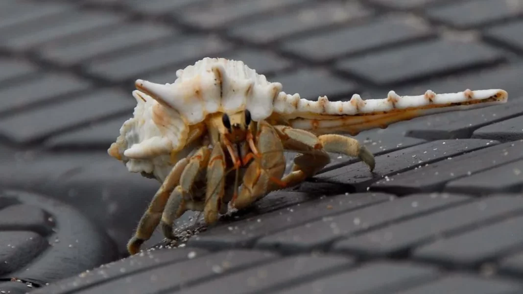 hermit_crab