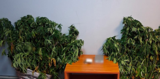 Καταδίωξη σε ήσυχο χωριό της Βόρειας Εύβοιας – Τον έπιασαν με τη ζυγαριά στα χέρια