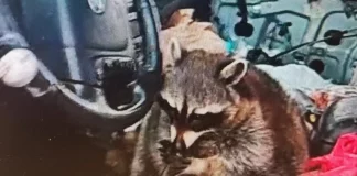 Απίστευτο σκηνικό: Ρακούν εντοπίστηκε με πίπα ναρκωτικών στο στόμα κατά τη διάρκεια αστυνομικού ελέγχου