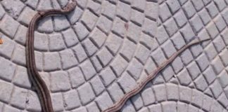 Βόλος: Μεγάλο φίδι εντοπίστηκε να «τριγυρνά» σε πάρκο (φωτο)