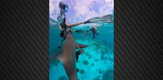 Η στιγμή που καρχαρίες ορμούν σε δύτες στην Αυστραλία – Τα σοκαριστικά πλάνα που κατέγραψε η κάμερα