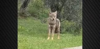Χαλκίδα: Περαστικός εντόπισε λύκο, δείτε βίντεο