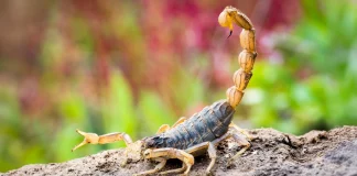 Άνδρας τσιμπήθηκε από σκορπιό στα Τρίκαλα – Μεταφέρθηκε στο νοσοκομείο