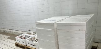 Θεσσαλονίκη: Κατασχέθηκαν 60 κιλά κολιού στη Νέα Μηχανιώνα – Παραβάσεις σε εταιρεία και αλιευτικό σκάφος