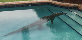 Βίντεο: Άνδρας στη Φλόριντα ξύπνησε και είδε έναν… αλιγάτορα να κολυμπάει στην πισίνα του