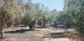 Αλμυρός: Πυρκαγιά προκάλεσε ζημιές σε ελαιώνες – Την πρόλαβαν πριν φτάσει σε κατοικημένη περιοχή