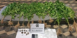 Ρόδος: Ελεύθεροι με όρους αφέθηκαν θείος και ανιψιός για τα… χασισόδεντρα