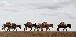 Η σκοτεινή βιομηχανία του «ejiao»: 6.000.000 γάιδαροι σφαγιάζονται ετησίως για το φάρμακο που επιβραδύνει τη γήρανση και τονώνει τη… λίμπιντο των Κινέζων!