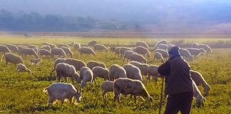 Σε απόγνωση οι κτηνοτρόφοι της Μαγνησίας – «Περισσότερα από 50.000 ζώα χάθηκαν»