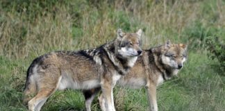 «Επιστημονικά αδόκιμη» η απομάκρυνση των λύκων από την Πάρνηθα – Η γνωμοδότηση της Επιτροπής