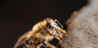 Μελισσοκόμος εξαπέλυσε σμήνος κατά αστυνομικών στη διάρκεια ελέγχου στην Καταλονία