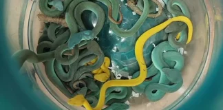 Ινδία: Συνελήφθη άνδρας στο αεροδρόμιο της Βομβάης με δεκάδες δηλητηριώδη φίδια στην τσάντα του