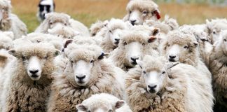 Κρήτη: H τεχνητή νοημοσύνη «δείχνει» πώς θα ήταν με τα 7.812.923 αιγοπρόβατα που δηλώθηκαν στον ΟΠΕΚΕΠΕ – ΦΩΤΟ