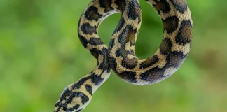 Φίδι δάγκωσε ηλικιωμένη στη Φωκίδα – Διακομίστηκε σε νοσοκομείο της Πάτρας