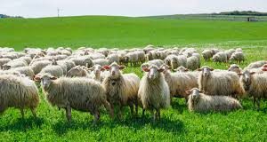 Και μοναστήρια της Κρήτης στο σκάνδαλο του ΟΠΕΚΕΠΕ – Ο ηγούμενος, τα βοσκοτόπια και τα… φωτοβολταϊκά