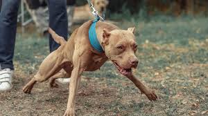 αρχείο λήψης (15)