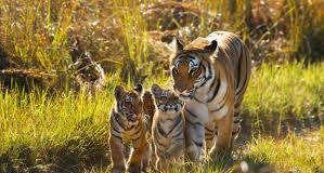 Ινδία: Έρευνα μετά τον θάνατο πέντε τίγρεων – της μητέρας και τεσσάρων μικρών της σε προστατευόμενο δάσος