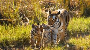 αρχείο λήψης (3)