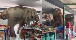 Κάτι για τη λιγούρα! Ελέφαντας «μπούκαρε» σε ψιλικατζίδικο για ένα… σνακ