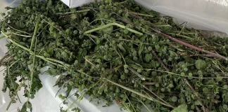 Ρέθυμνο: Εντοπίστηκαν 19 φυτείες δενδρυλλίων κάνναβης και κατασχέθηκαν συνολικά 147 δενδρύλλια