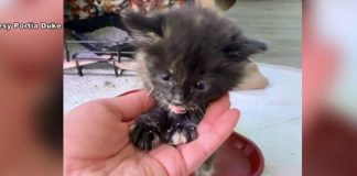 ΗΠΑ: Γυναίκα διέσωσε γατάκι που είχε πέσει στις ράγες τρένου – Δείτε βίντεο