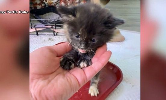 500ffee6-gataki-alaska