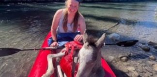 Νεαρές κοπέλες έσωσαν πουλάρι σε ποταμό στον Καναδά