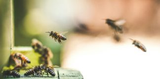 Η Κίνα δημιουργεί την πρώτη στον κόσμο μέλισσα-κυβερνήτη