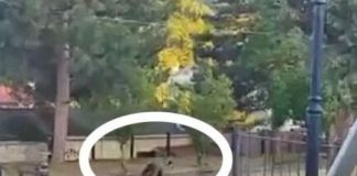 Καστοριά: Εμφάνιση – έκπληξη αρκούδας σε αυλή σχολείου στο Νεστόριο