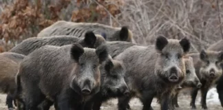Επιδρομές αγριογούρουνων σε καλαμπόκια στη Λάρισα – Σε απόγνωση οι αγρότες