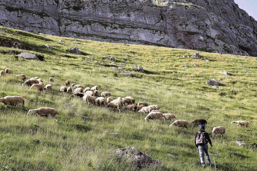 aigoprovata-provata-voskos-ktinotrofos