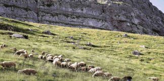 Ας μιλήσουμε για απατεώνες…